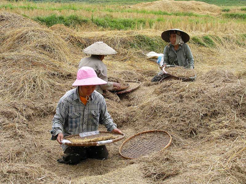 Récolte riz laos