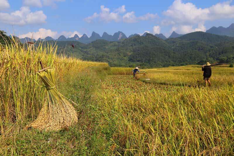 rizières terrasses nord vietnam