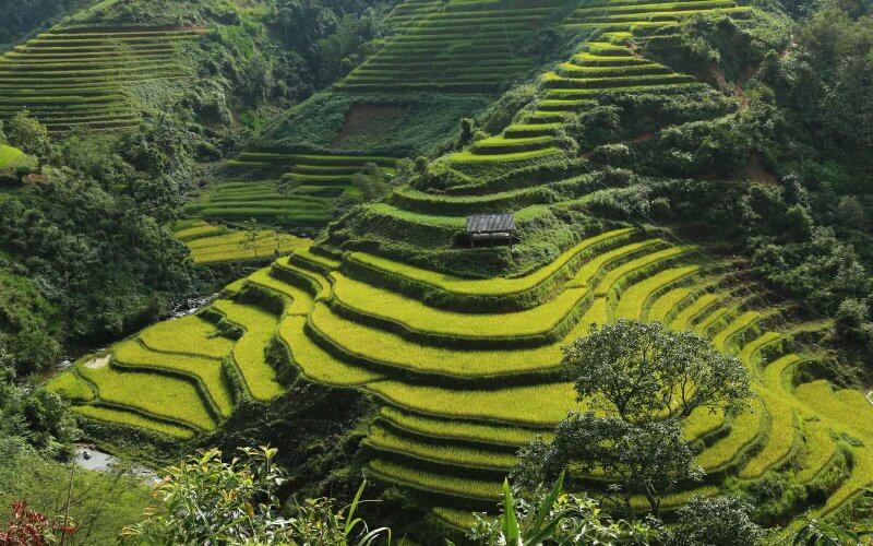 rizieres en terrasse hoang su phi