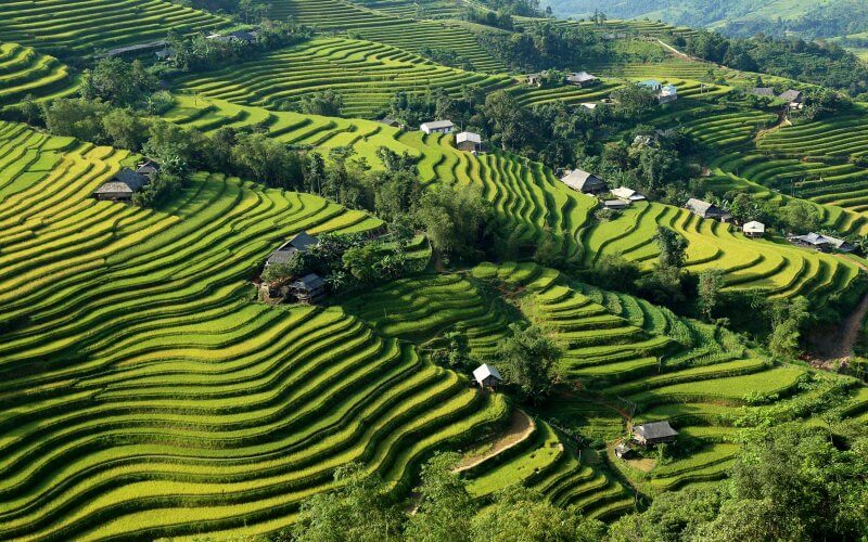 rizieres en terrasse ha giang