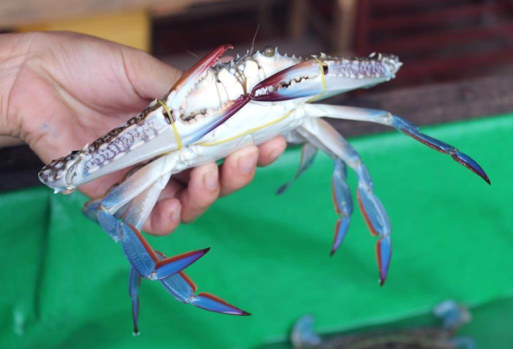 crabe bleu Cambodge