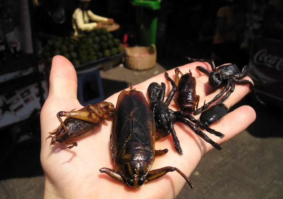 insectes cambodge