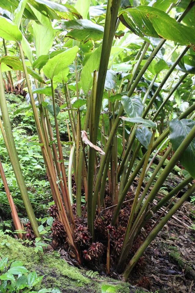 cardamomes seo lung