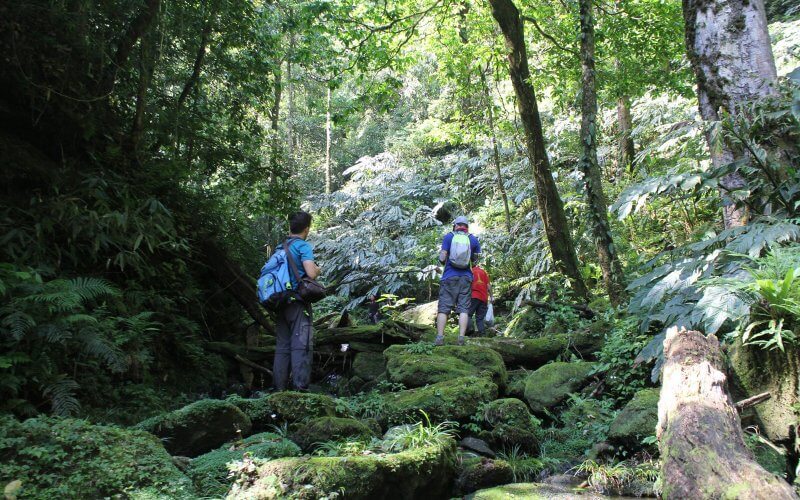 foret primaire seo lung