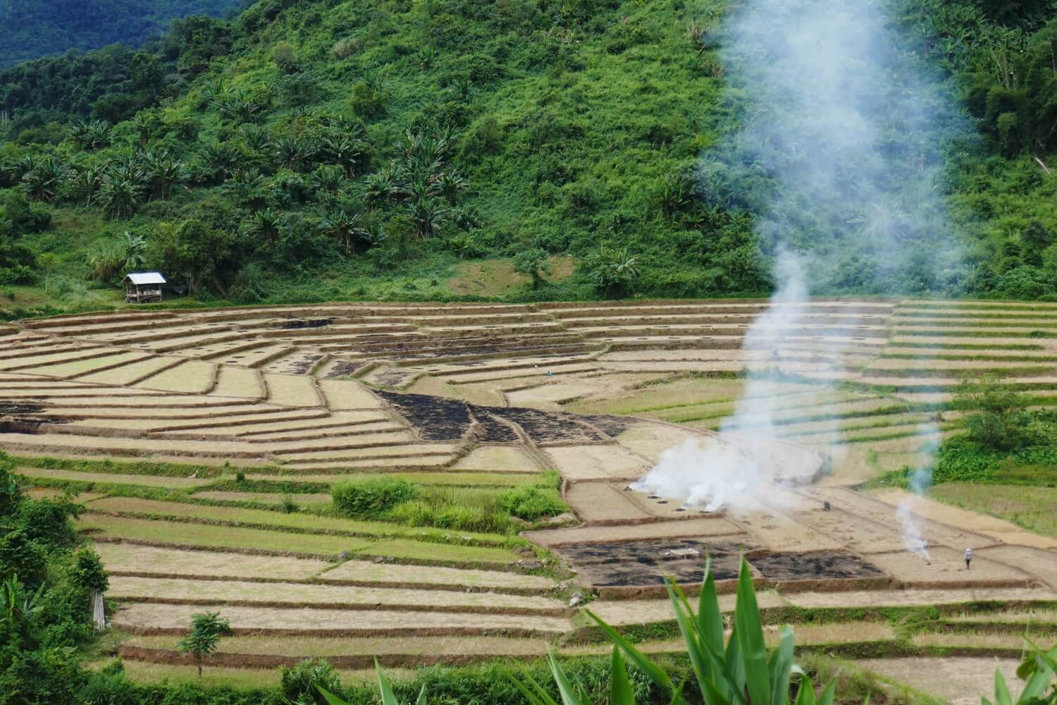 brule riziere campagne muang la oudomxay